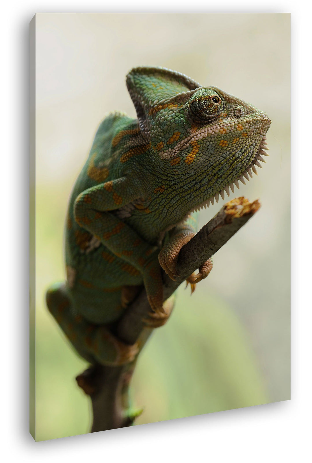 deyoli exotisches Chamäleon im Format: 80x60 als Leinwandbild, Motiv fertig gerahmt auf Echtholzrahm