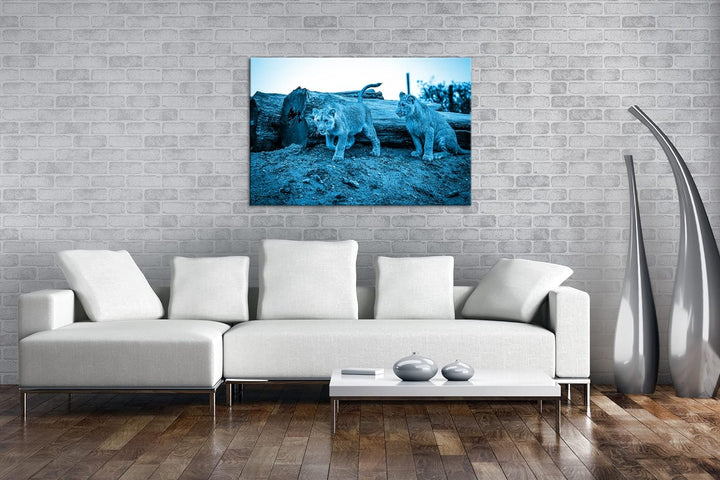 deyoli neugierige Löwenbabys Format 80x60 Effekt: Monocrome Blau als Leinwandbild, Motiv fertig gera