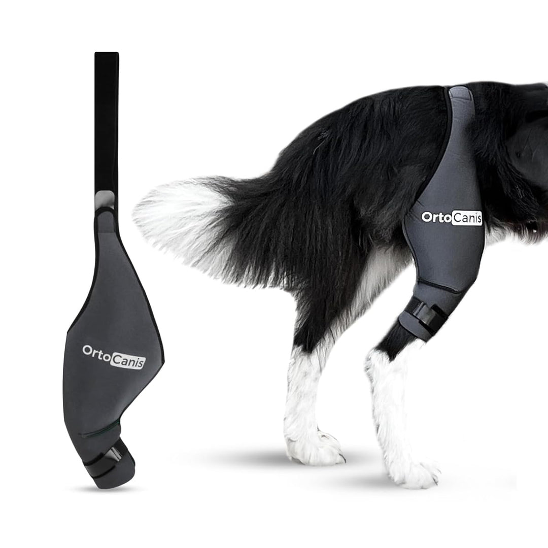 Ortocanis - Kniebandage Hund Hinterbein für das rechte Bein - Hergestellt aus Neopren ARD - Bei Kreu