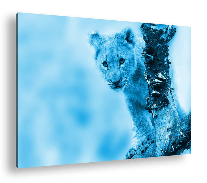 niedliches Löwenbaby in der Natur Format 80x60 Effekt: Monocrome Blau als Leinwandbild, Motiv fertig