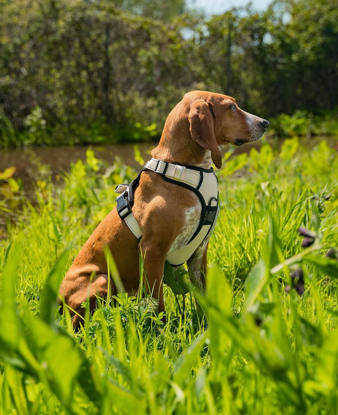 lionto Hundegeschirr gepolstert aus weichem Nylon, Grösse M, reflektierendes Anti Zug Geschirr für H