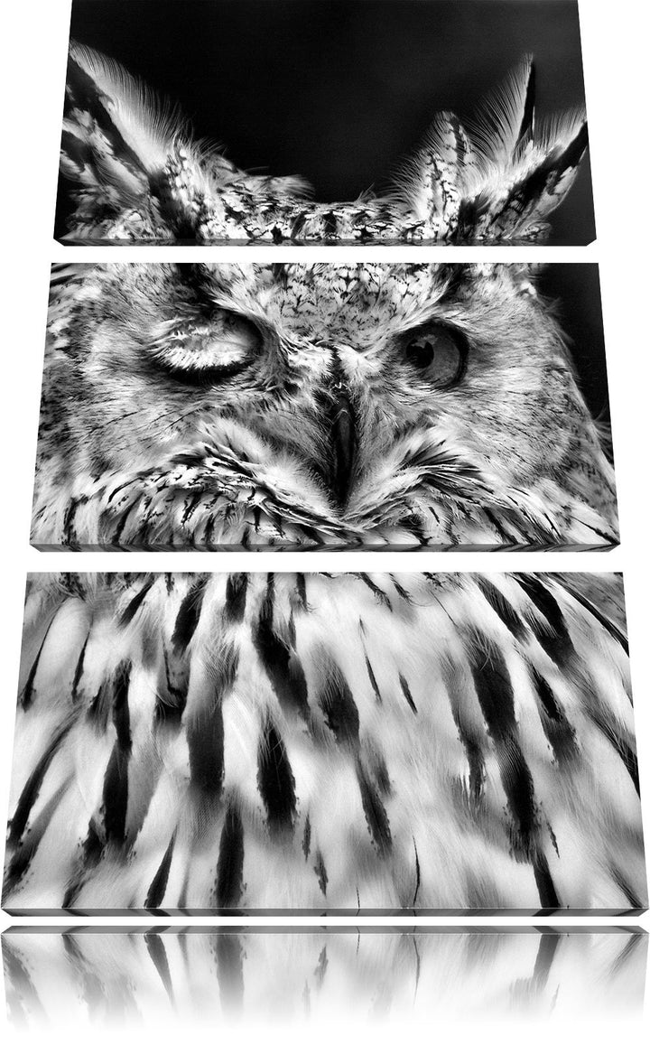 Pixxprint Monocrome, Waldohreule zwinkert 3-Teiler Leinwandbild 120x80 Bild auf Leinwand