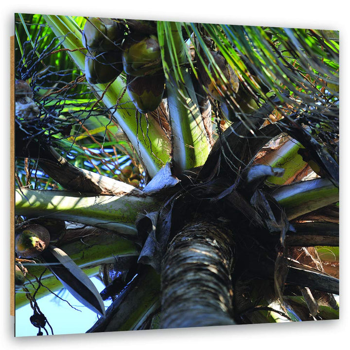 Feeby Deco Panel Palme Bild Kunstdruck modern Kokosnüsse Grün 50x50 cm M13012 50L x 50B cm, M13012 5