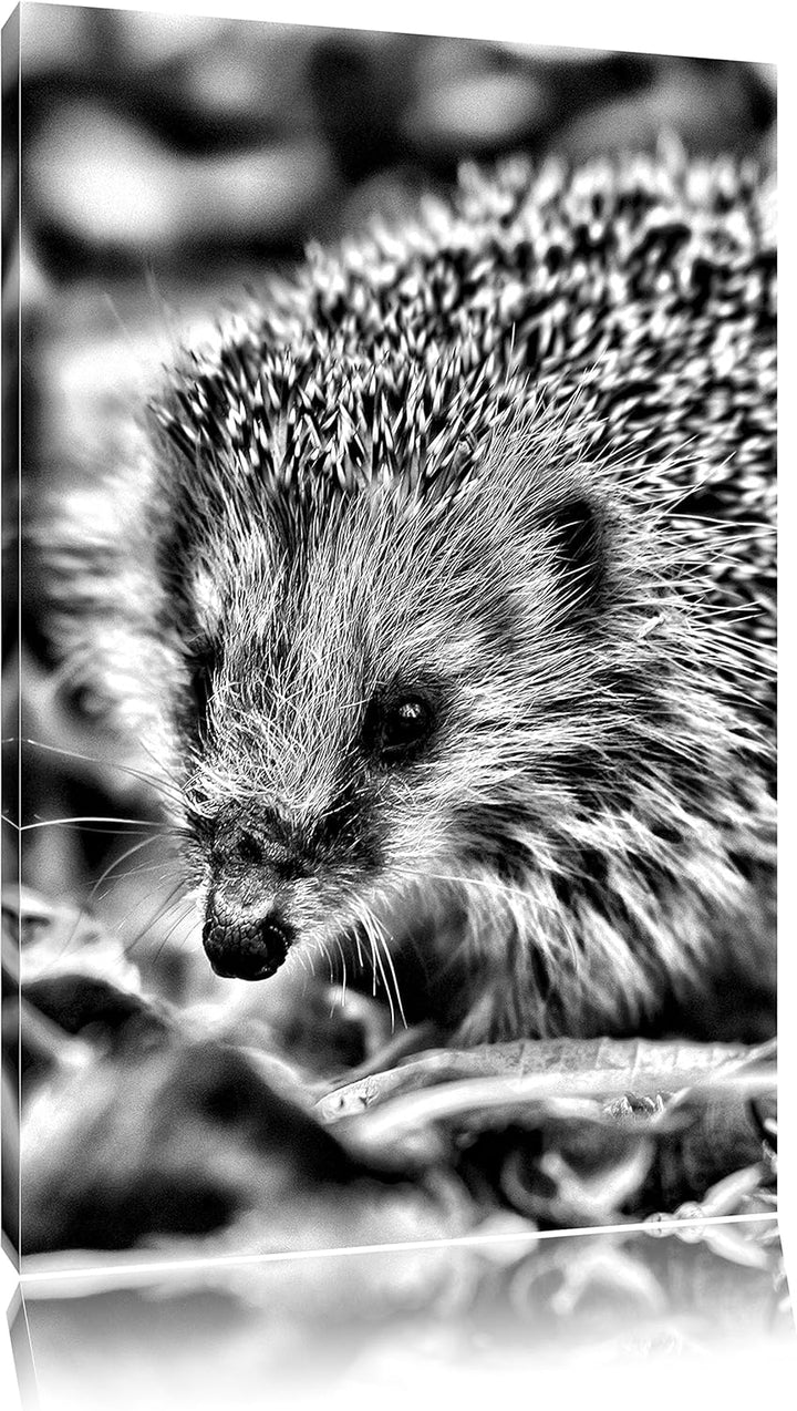 Monocrome, Kleiner Igel, Format: 100x70 auf Leinwand, XXL riesige Bilder fertig gerahmt mit Keilrahm