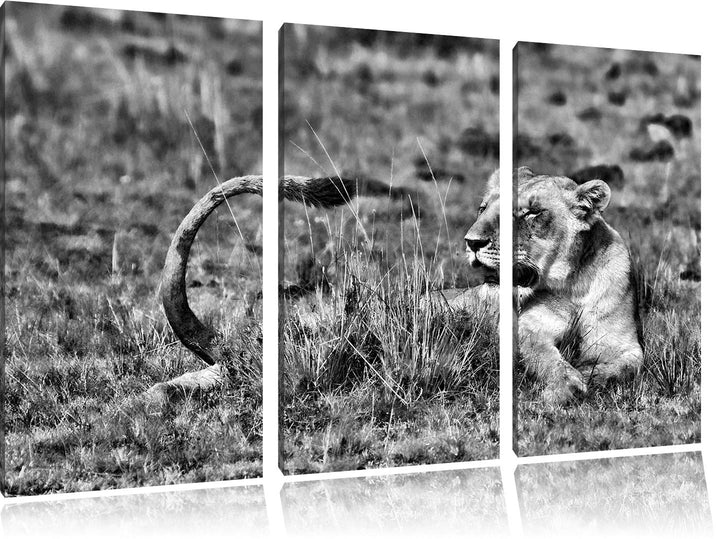 Pixxprint Löwin entspannt im Gras als Leinwandbild/Grösse: 3 Teilig (120x80) cm/Wandbild/Kunstdruck/
