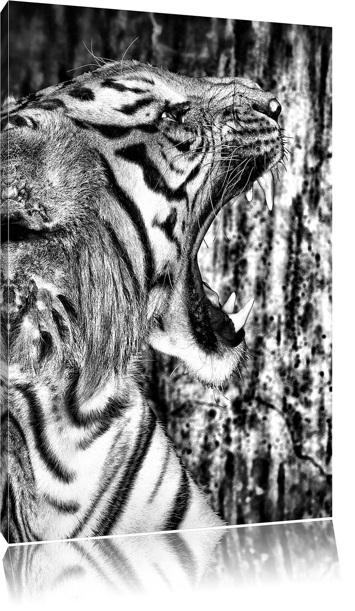 Pixxprint Monocrome, Brüllender Tiger, Format: 100x70 auf Leinwand, 100x70