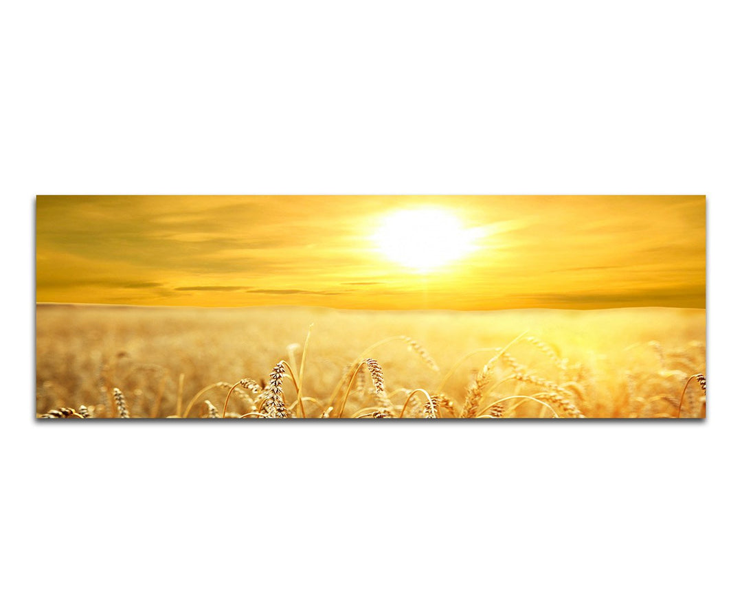 Paul Sinus Art Panoramabild auf Leinwand und Keilrahmen 150x50cm Kornfeld Spätsommer Sonnenuntergang