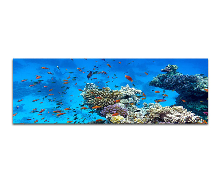 Paul Sinus Art Panoramabild auf Leinwand und Keilrahmen 150x50cm Meer Riff Korallen Fische