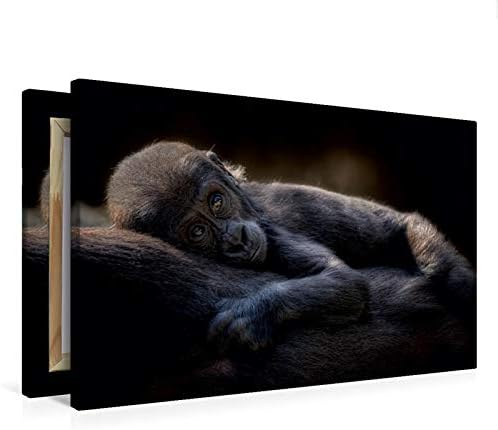 Premium Textil-Leinwand 75 x 50 cm Quer-Format Gorilla | Wandbild, HD-Bild auf Keilrahmen, Fertigbil