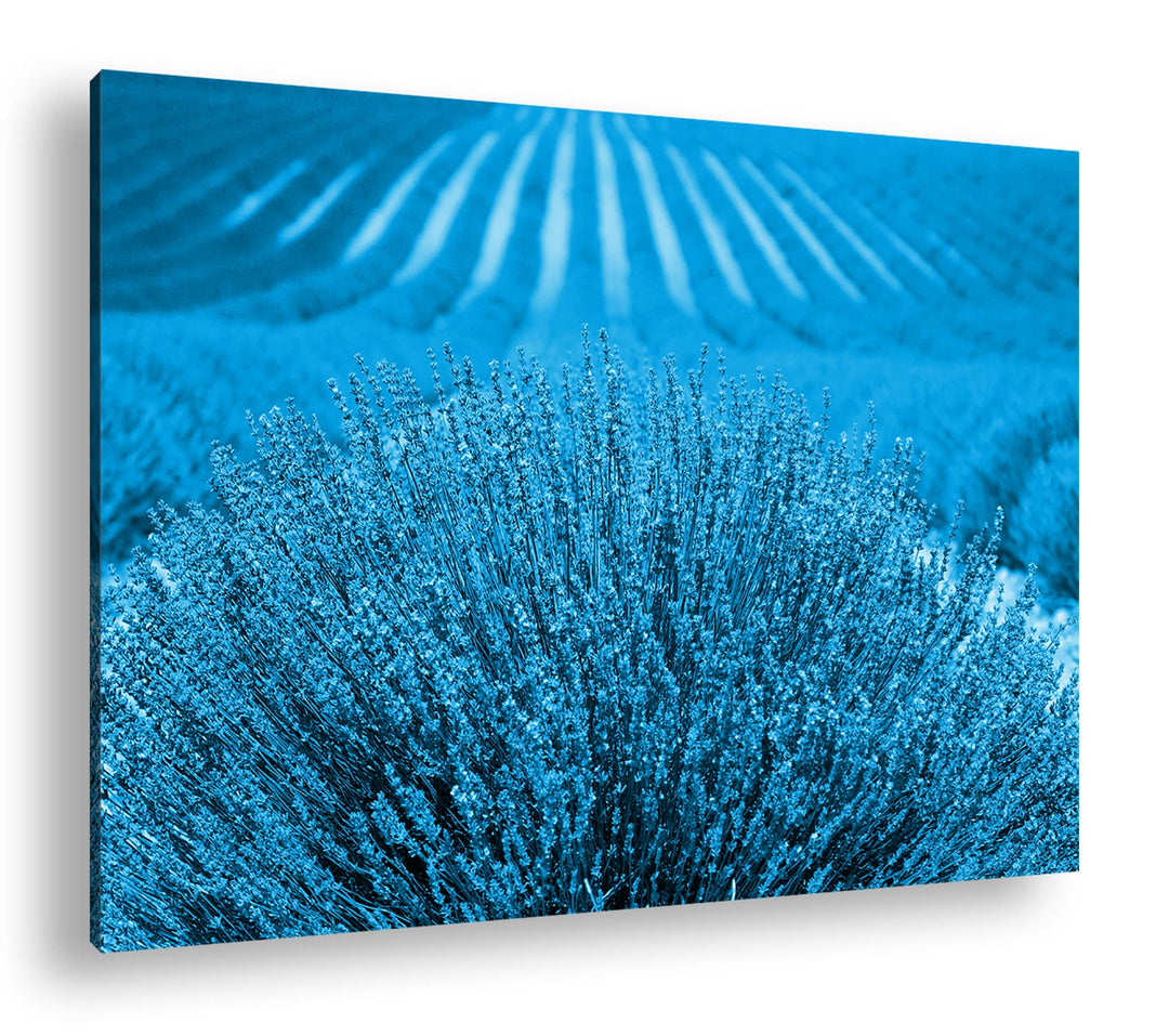 deyoli Lavendelfeld in Frankreich Format 80x60 Effekt: Monocrome Blau als Leinwandbild, Motiv fertig