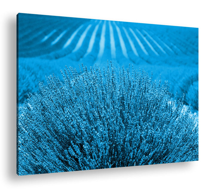 deyoli Lavendelfeld in Frankreich Format 80x60 Effekt: Monocrome Blau als Leinwandbild, Motiv fertig