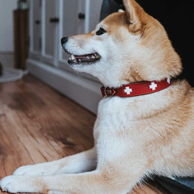 HUNTER SWISS Hundehalsband, Leder, hochwertig, schweizer Kreuz, 47 (S-M), rot/schwarz rot/schwarz 47