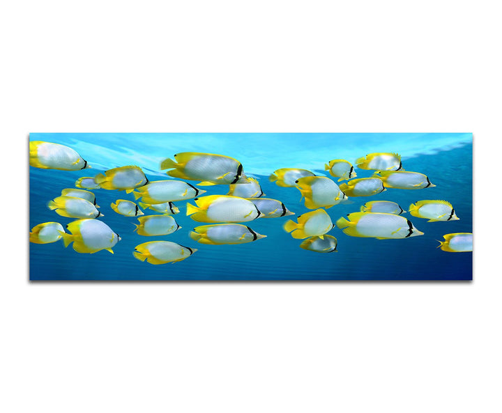 Paul Sinus Art Panoramabild auf Leinwand und Keilrahmen 150x50cm Karibik Meer Fischschwarm Unterwass