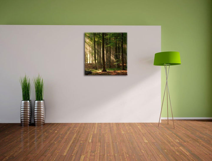 Pixxprint Bäume im Licht, Format: 70x70 auf Leinwand, XXL riesige Bilder fertig gerahmt mit Keilrahm