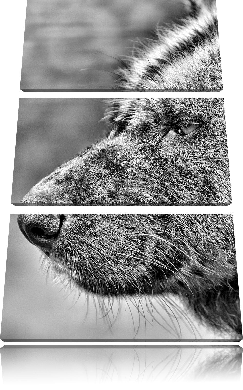 Pixxprint Hyäne im Seitenprofil als Leinwandbild/Grösse: 3 Teilig (120x80) cm/Wandbild/Kunstdruck/fe