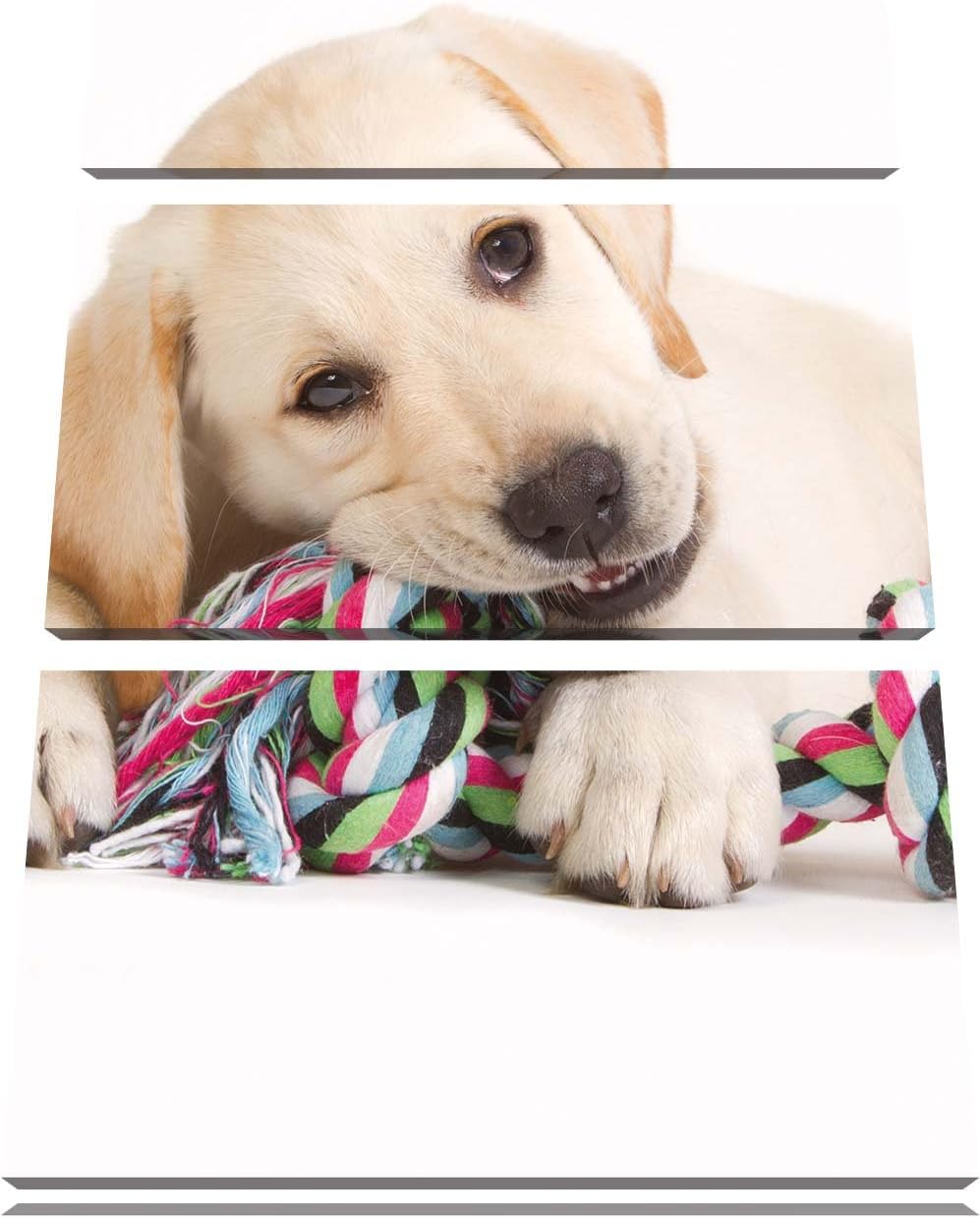 Pixxprint Hundewelpe 3-Teiler Leinwandbild 120x80 Bild auf Leinwand