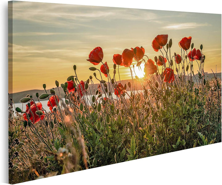 islandburner Bild auf Leinwand Roter Mohn Sonnenuntergang Mönchgut Ostseeinsel Rügen Bilder Wandbild