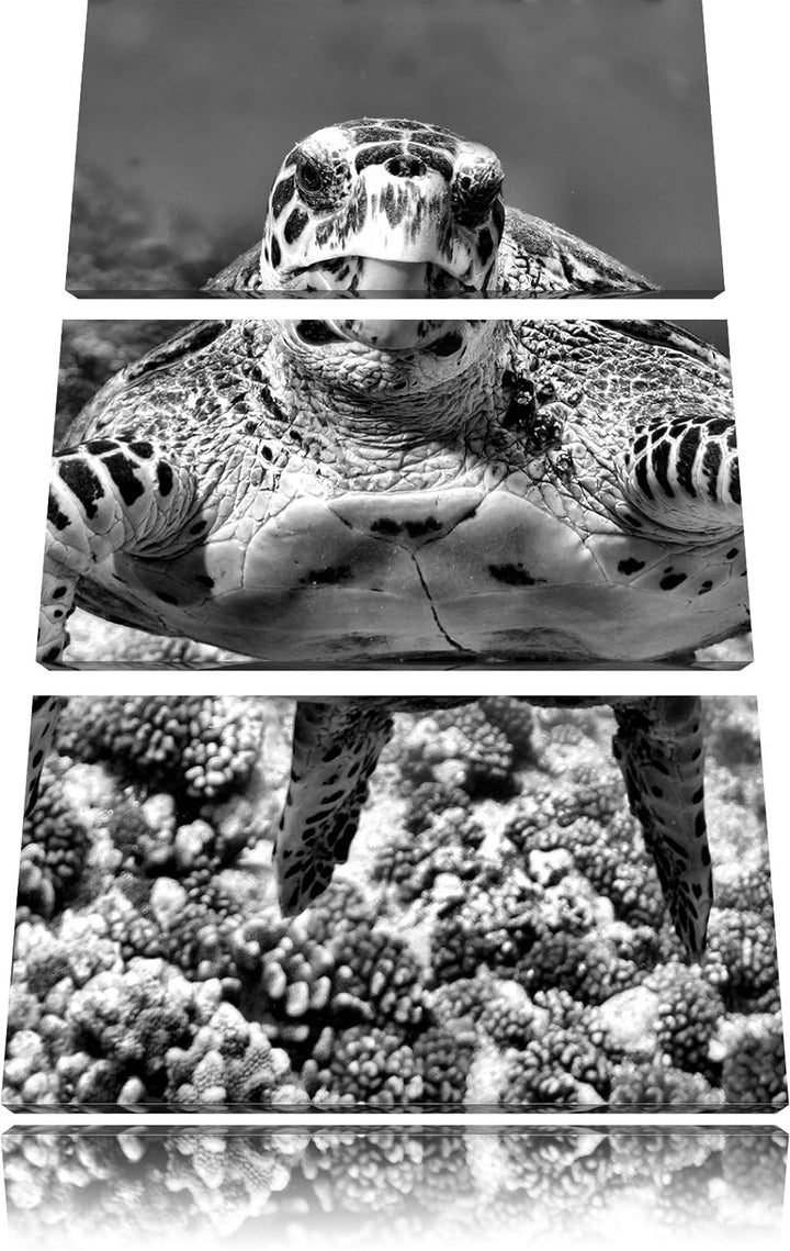 Pixxprint Schildkröte im Korallenriff als Leinwandbild/Grösse: 3 Teilig (120x80) cm/Wandbild/Kunstdr