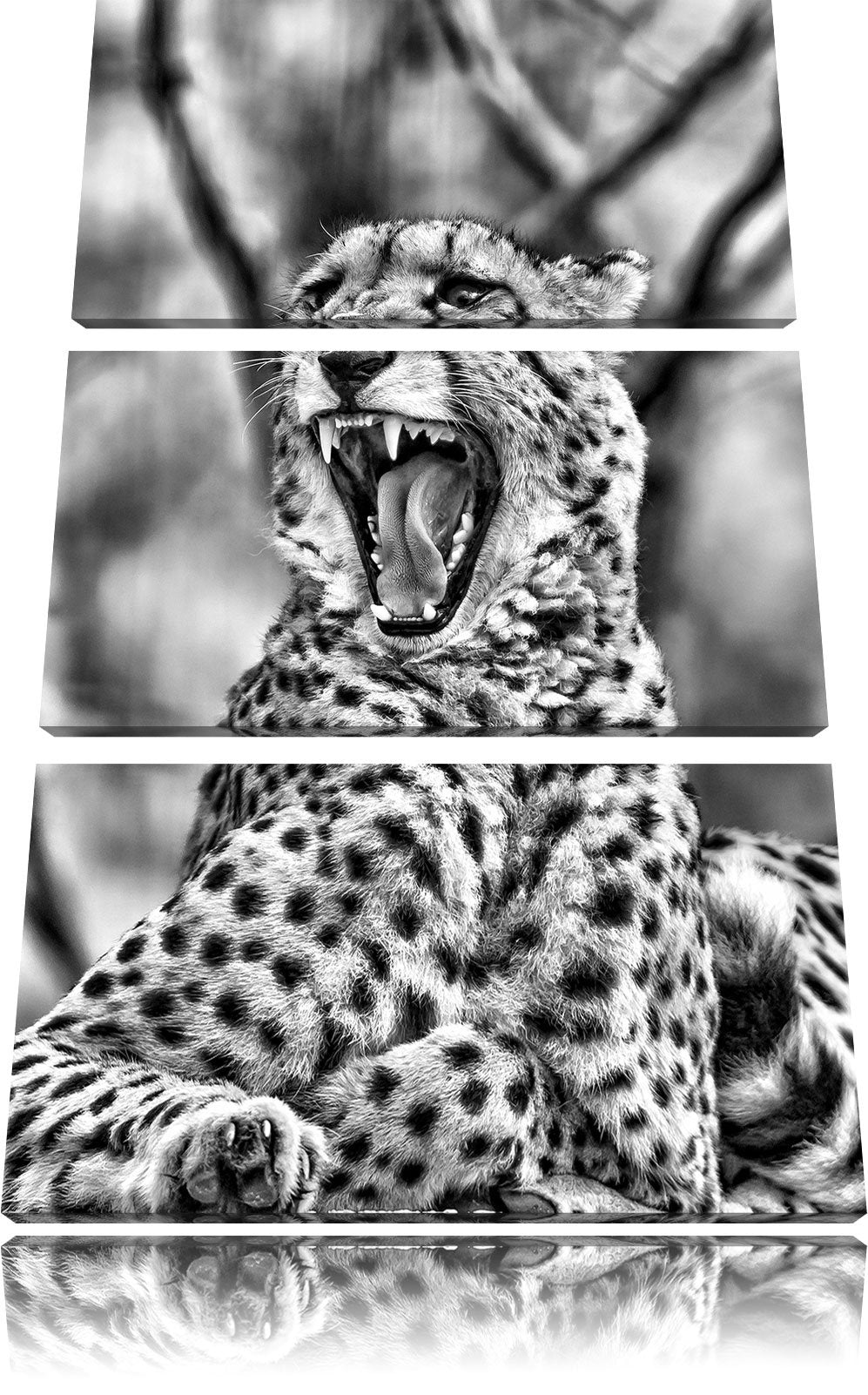 Pixxprint Gepard gähnt als Leinwandbild/Grösse: 3 Teilig (120x80) cm/Wandbild/Kunstdruck/fertig besp