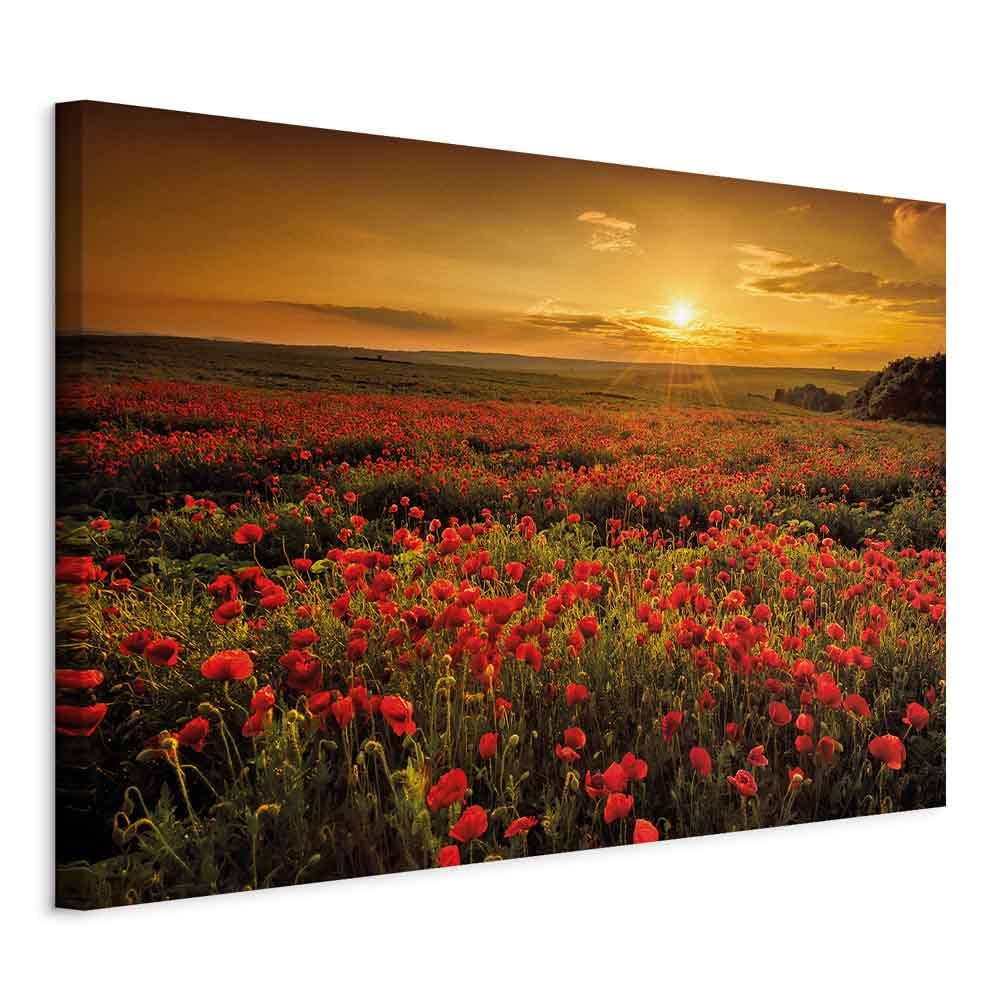 murando - Bilder Mohblumen Feld 120x80 cm Leinwandbild 1 tlg Kunstdruck modern Wandbilder XXL Wandde