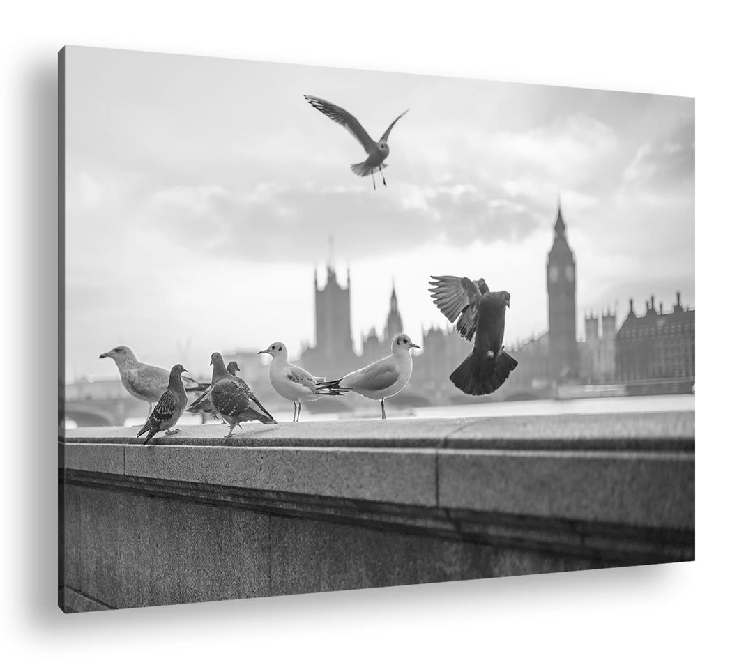 deyoli Tauben in London Format: 80x60 cm Effekt: Schwarz&amp;Weiss als Leinwandbild, Motiv fertig gerahm