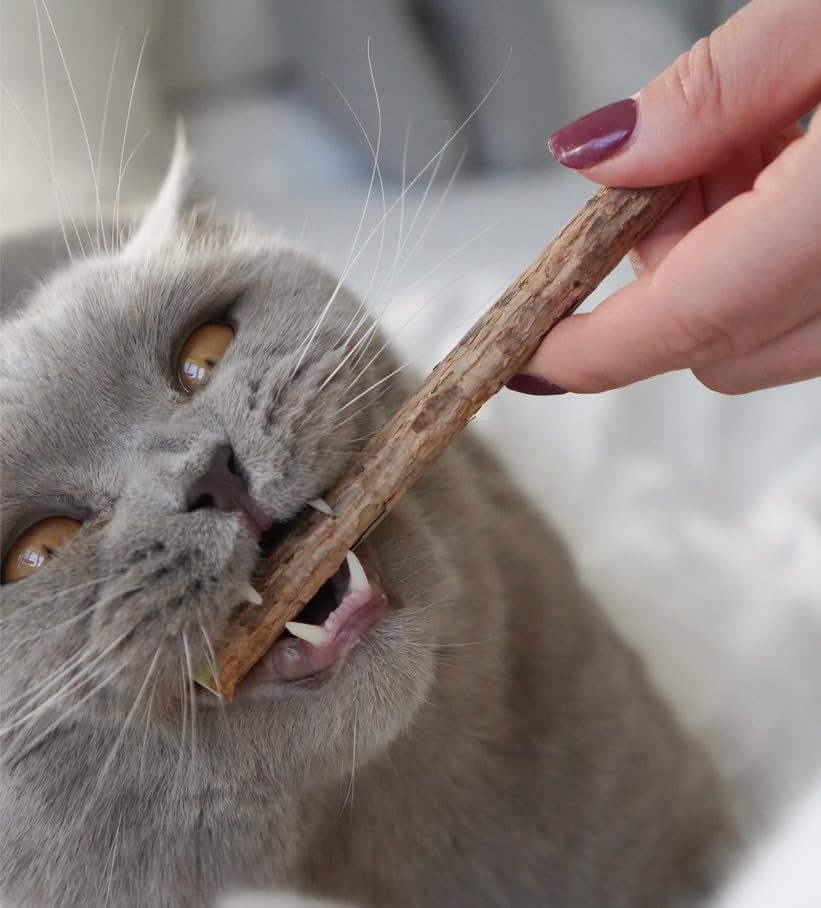 Katzenspielzeug Set aus Naturmaterial – Interaktives Katzenspielzeug für Wohnungskatzen – Katzenange
