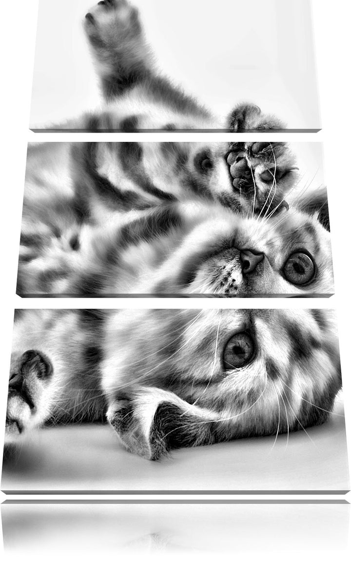 Pixxprint Kleine Katze als Leinwandbild/Grösse: 3 Teilig (120x80) / Wandbild/Kunstdruck/fertig bespa