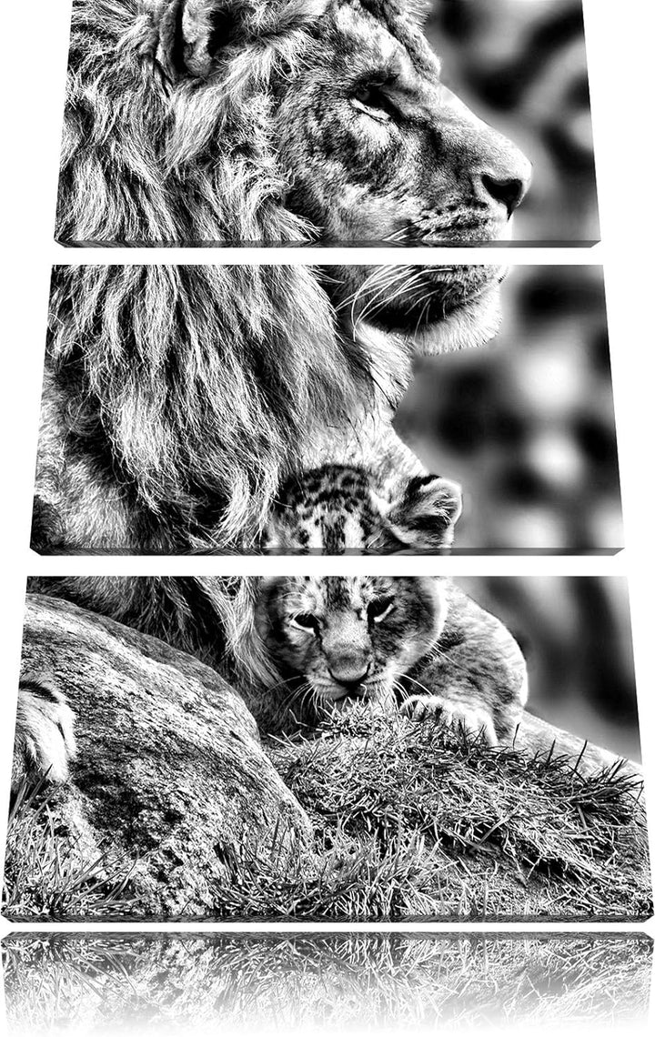 Pixxprint Löwe mit Löwenbaby als Leinwandbild/Grösse: 3 Teilig (120x80) cm/Wandbild/Kunstdruck/ferti