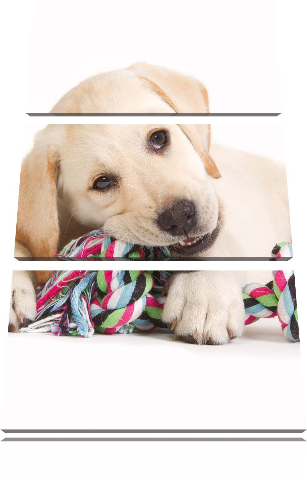 Pixxprint Hundewelpe 3-Teiler Leinwandbild 120x80 Bild auf Leinwand