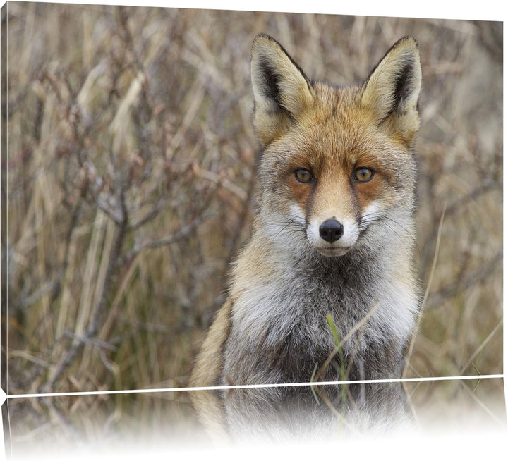aufmerksamer Fuchs im Geäst Leinwand, XXL riesige Bilder fertig gerahmt mit Keilrahmen, Kunstdruck a