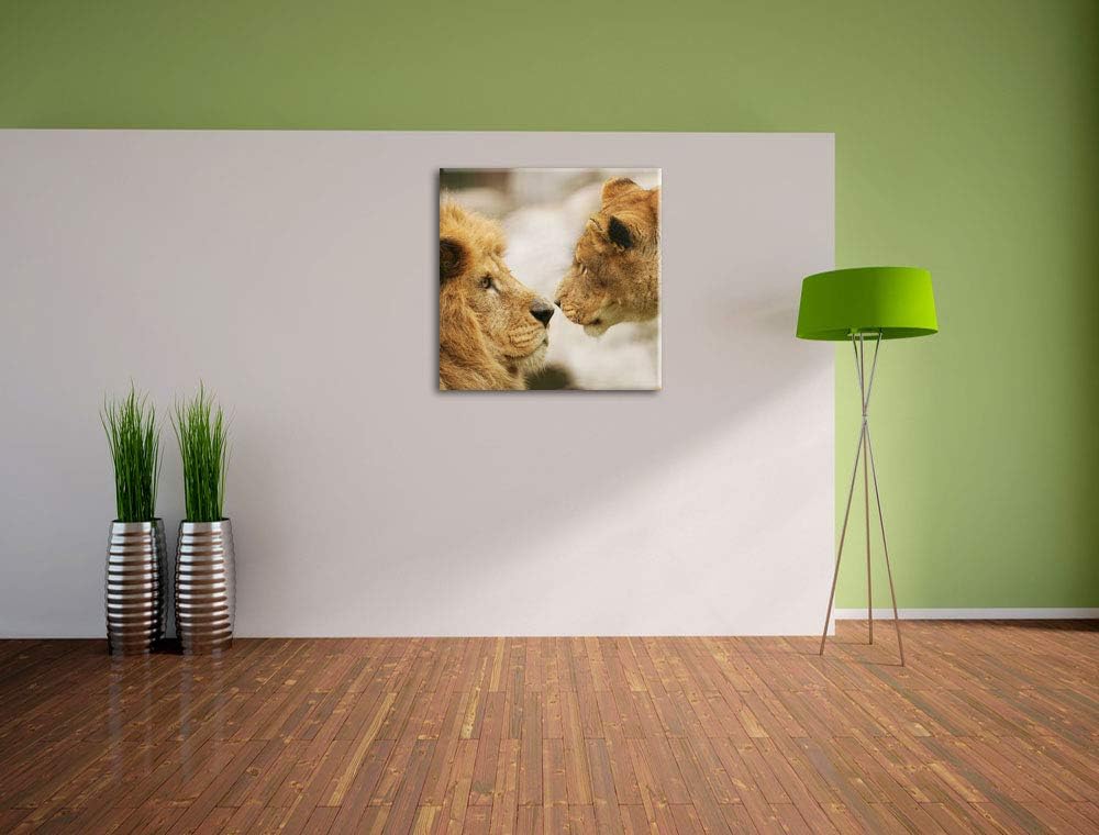 Verliebtes Löwenpaar, Format: 70x70 auf Leinwand, XXL riesige Bilder fertig gerahmt mit Keilrahmen,