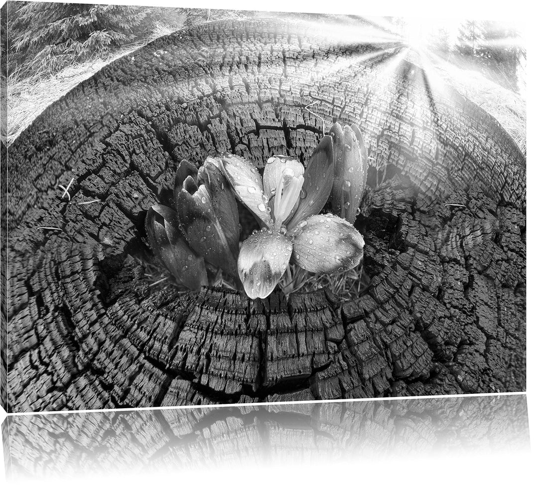 Pixxprint Die Kraft der Natur Kunst B&amp;W / 100x70cm Leinwandbild bespannt auf Holzrahmen/Wandbild Kun