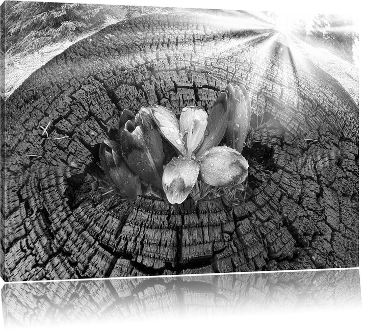 Pixxprint Die Kraft der Natur Kunst B&amp;W / 100x70cm Leinwandbild bespannt auf Holzrahmen/Wandbild Kun