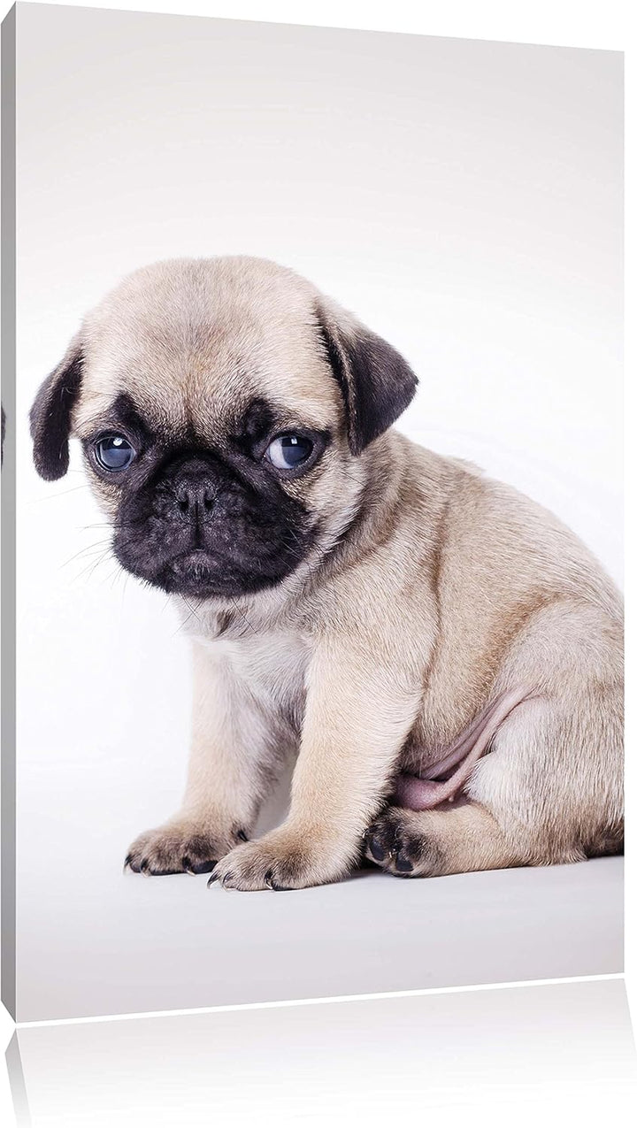 Kleiner Hundewelpe Mops, Format: 100x70 auf Leinwand, XXL riesige Bilder fertig gerahmt mit Keilrahm