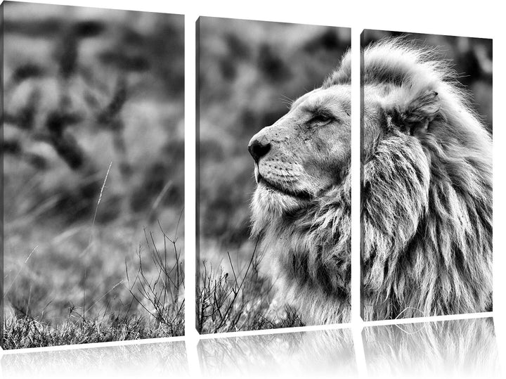 Pixxprint Monocrome, Weisser Löwe im Gebirge 3-Teiler Leinwandbild 120x80 Bild auf Leinwand