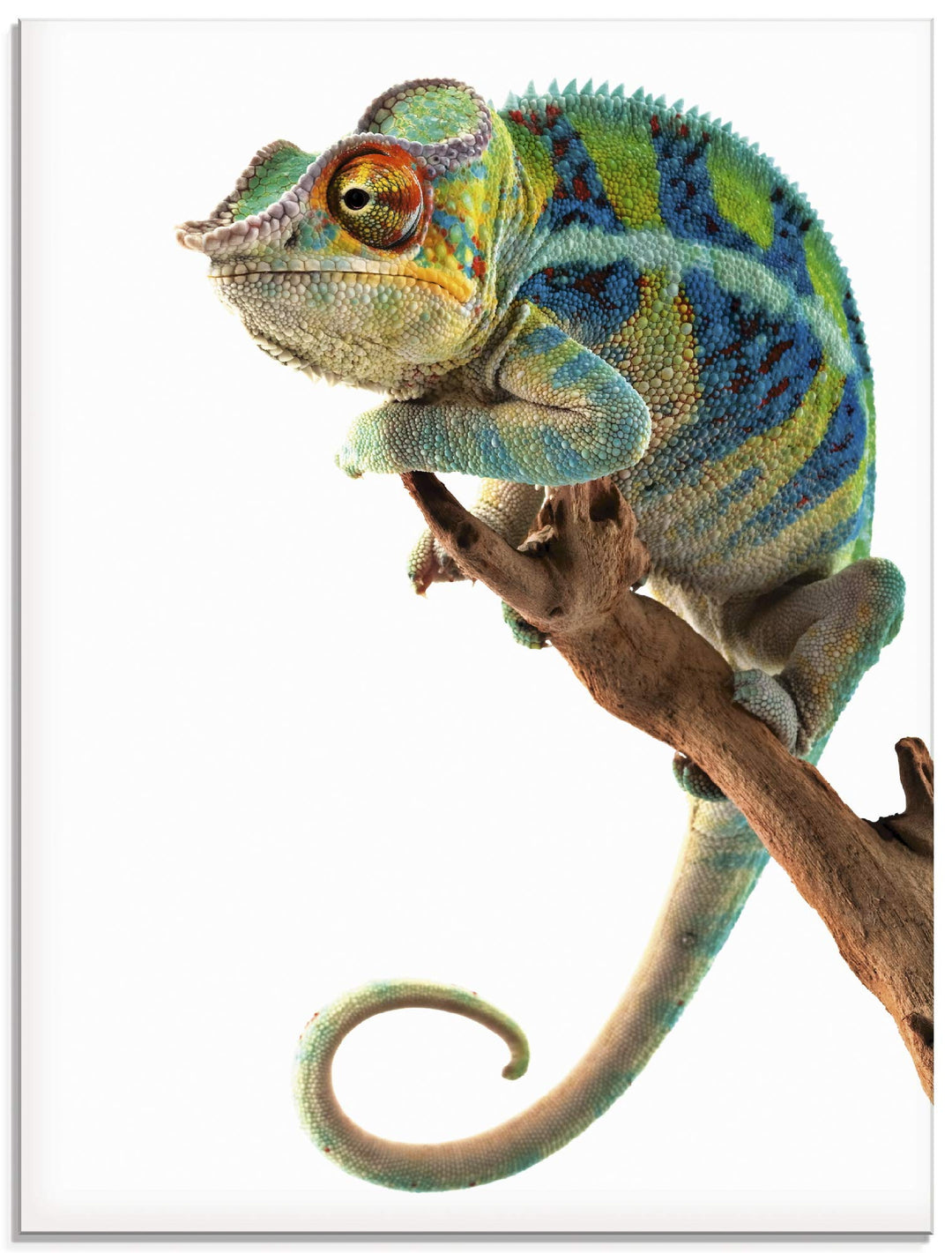 ARTland Glasbilder Wandbild Glas Bild einteilig 45x60 cm Hochformat Natur Afrika Tiere Reptilien Mad