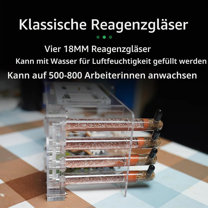 Ameisennest für lebende Ameisen – für kleine Ameisen – natürliches Lernspielzeug – Great Outworld
