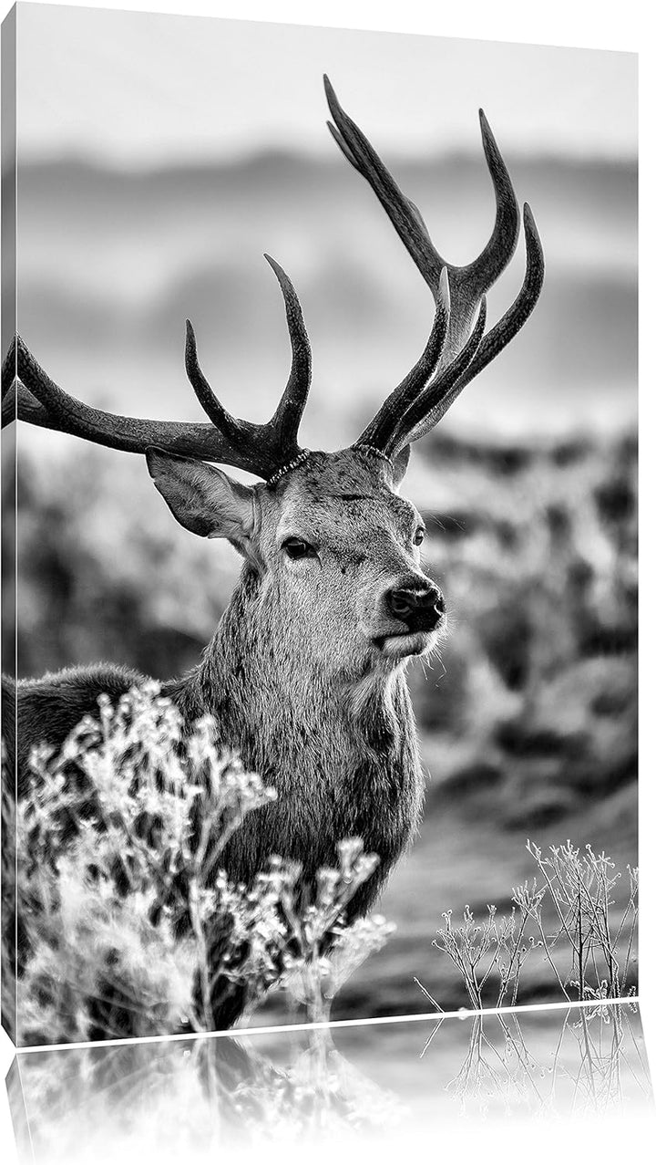 Pixxprint Stolzer Hirsch auf Wiese als Leinwandbild/Grösse: 100x70 cm/Wandbild/Kunstdruck/fertig bes