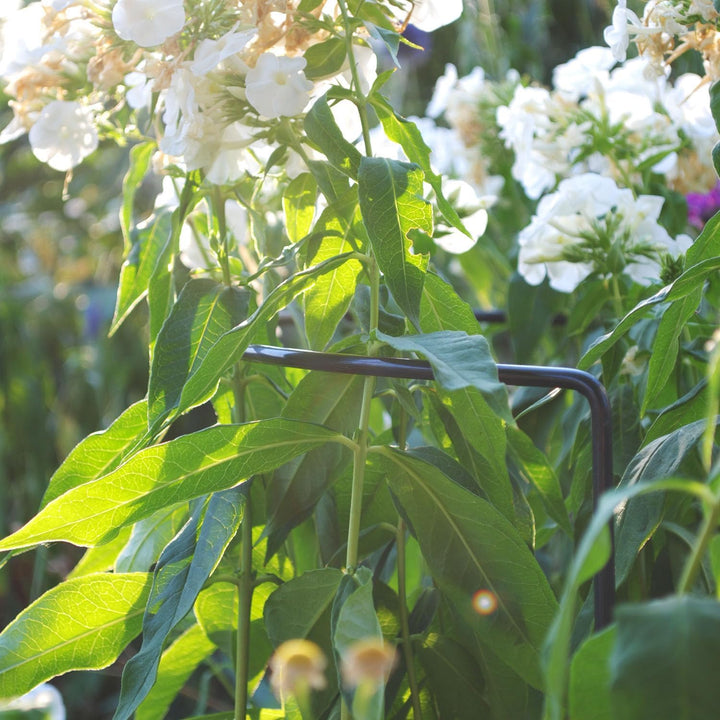 Pflanzenstütze 3er-Set Strauch- &amp; Staudenstütze Metall 70 cm hoch | Blumenstütze halbrund, rostfrei,