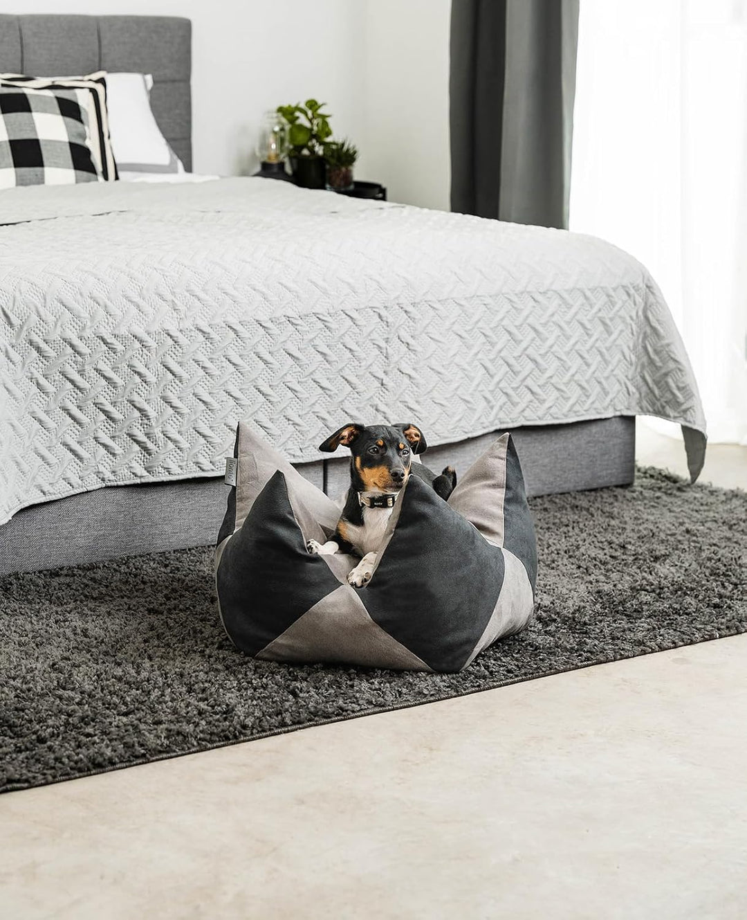 lionto Kronenkissen Sternenkissen Hundebett Katzenbett Haustierkissen, 60x35 cm grau/schwarz Grau/Sc