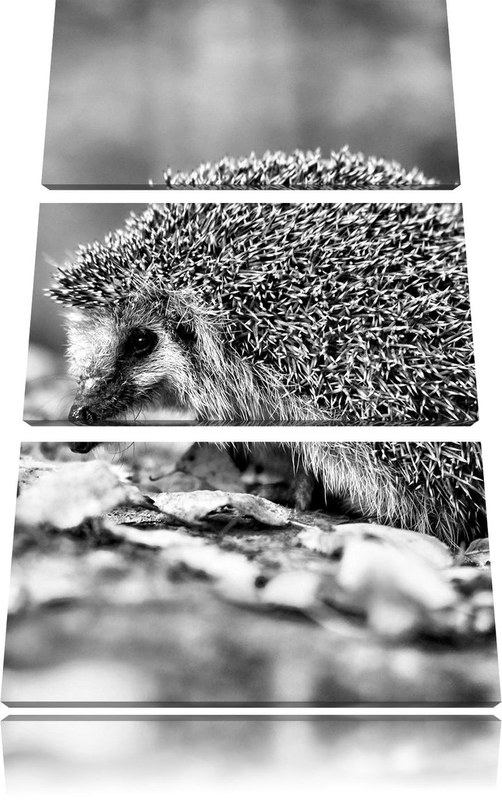 Pixxprint Igel im Laub als Leinwandbild/Grösse: 3 Teilig (120x80) cm/Wandbild/Kunstdruck/fertig besp