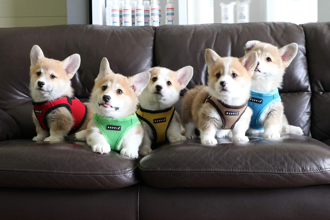 Puppia Hundegeschirr für kleine und mittelgrosse Hunde - weiche Weste in vielen Farben - Auch als We