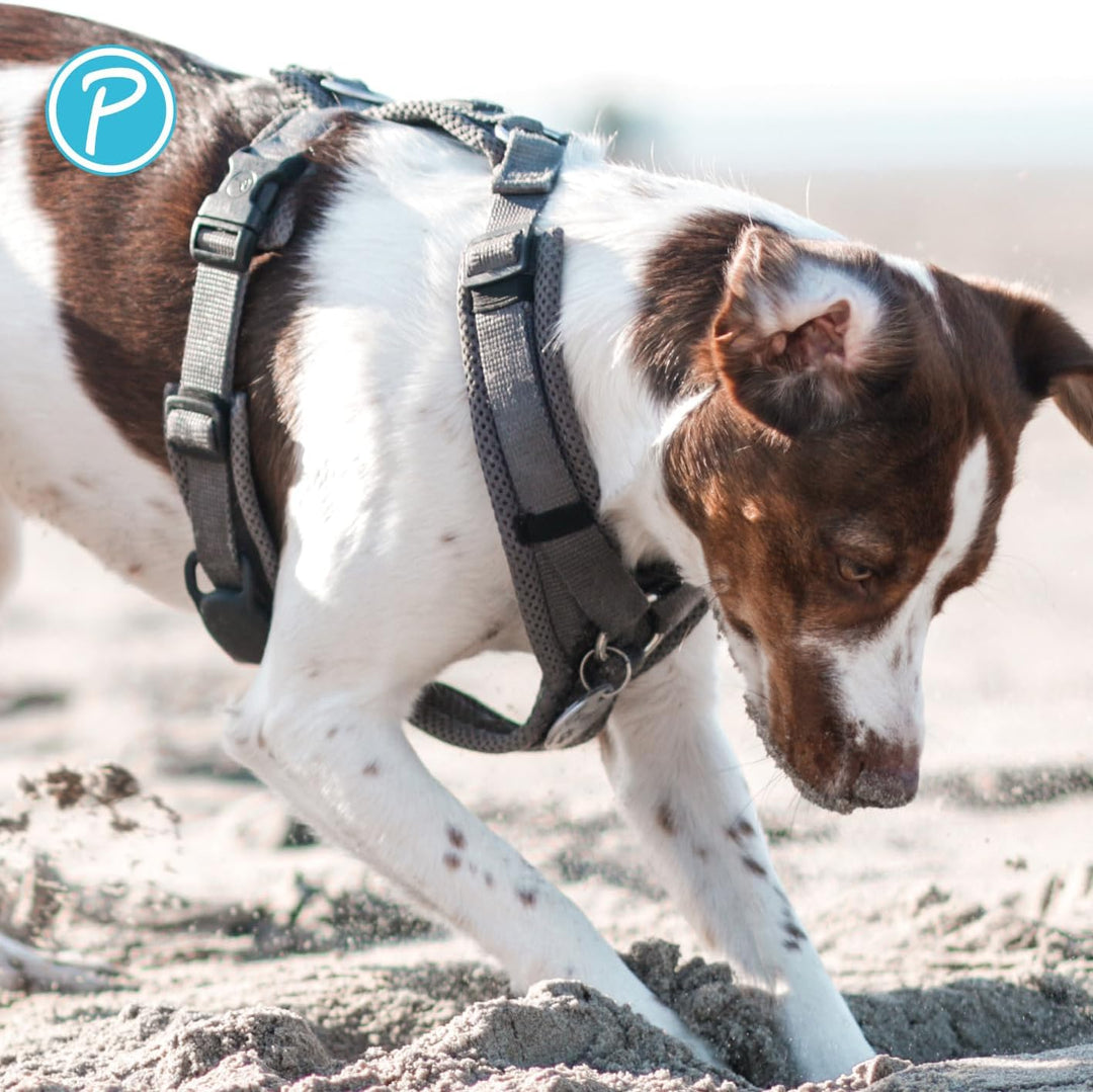 Petlando Hundegeschirr gepolstert, Mesh Y-Comfort, weich, stufenlos verstellbar, besonders leicht &amp;