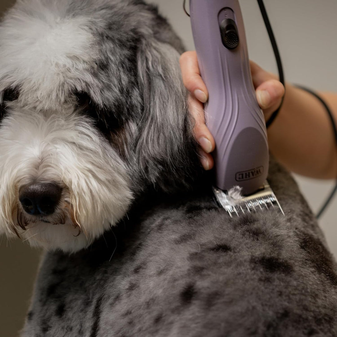 Agrarzone Edition Wahl KM10+ Hundeschermaschine mit Aufsteckkamm-Set - Profi Schermaschine Hund &amp; Ka