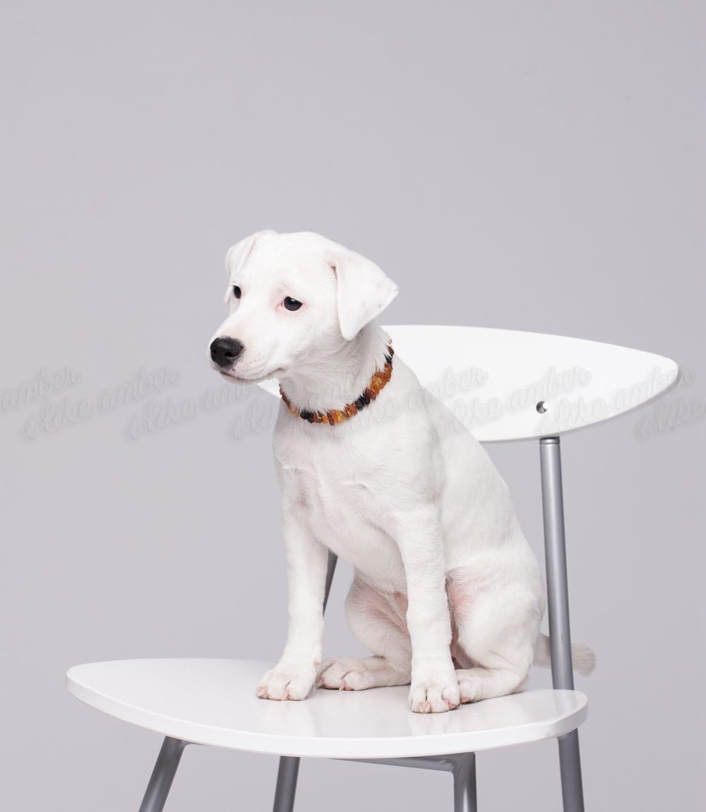 Bernsteinkette für Hunde &amp; Katzen - Zeckenschutz - Zeckenhalsband -Flohband 20cm, 20