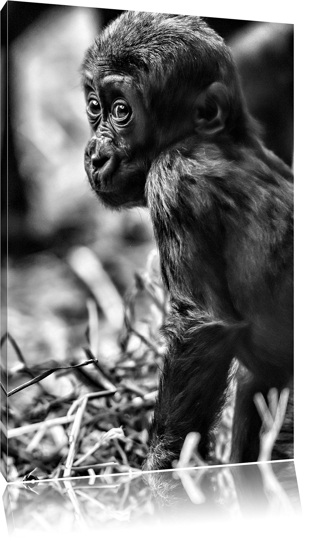 Pixxprint kleines Gorillajunges / 100x70cm Leinwandbild bespannt auf Holzrahmen/Wandbild Kunstdruck
