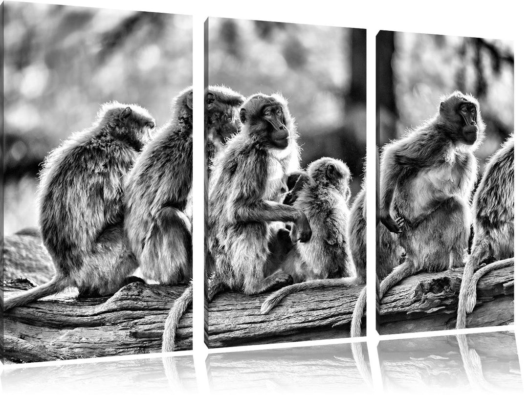 Pixxprint liebevolle Affenfamilie als Leinwandbild/Grösse: 3 Teilig (120x80) cm/Wandbild/Kunstdruck/