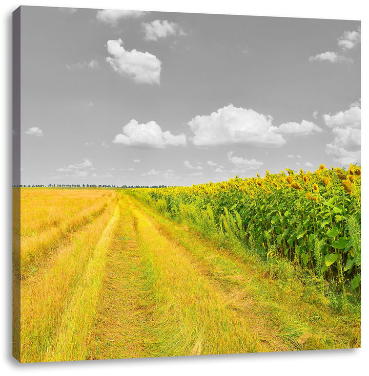 Pixxprint Feldweg Sonnenblumen als Leinwandbild Quadratisch/Grösse: 70x70 / Wandbild/Kunstdruck/fert