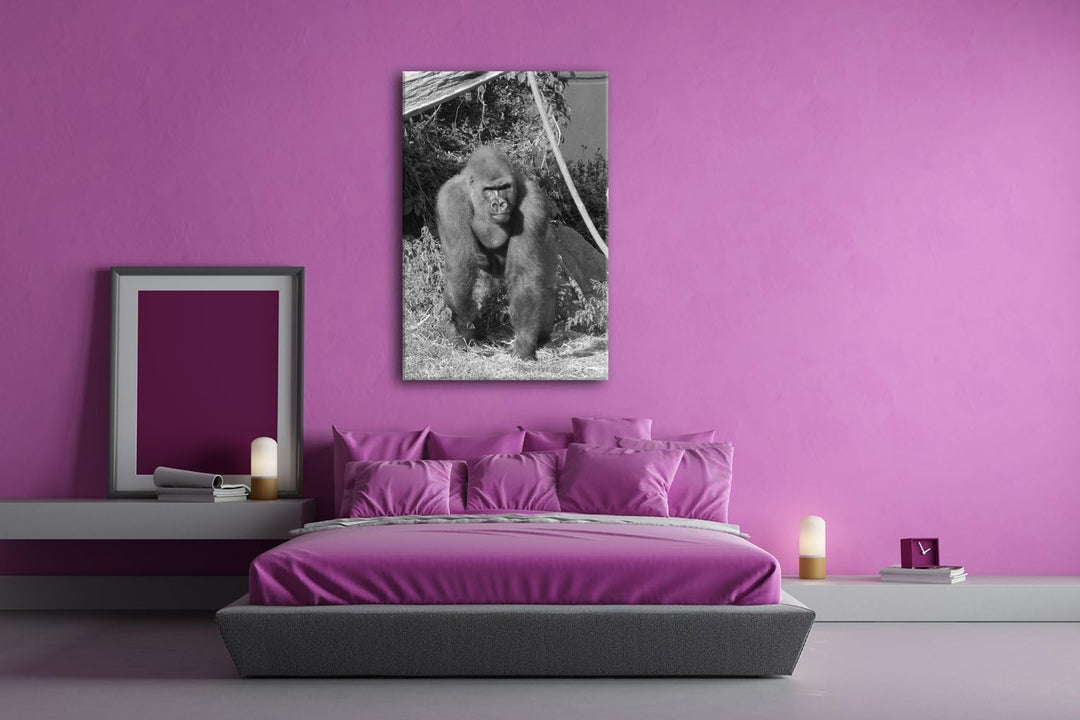 deyoli stolzer Gorilla Format: 80x60 Effekt: Schwarz/Weiss als Leinwand, Motiv fertig gerahmt auf Ec