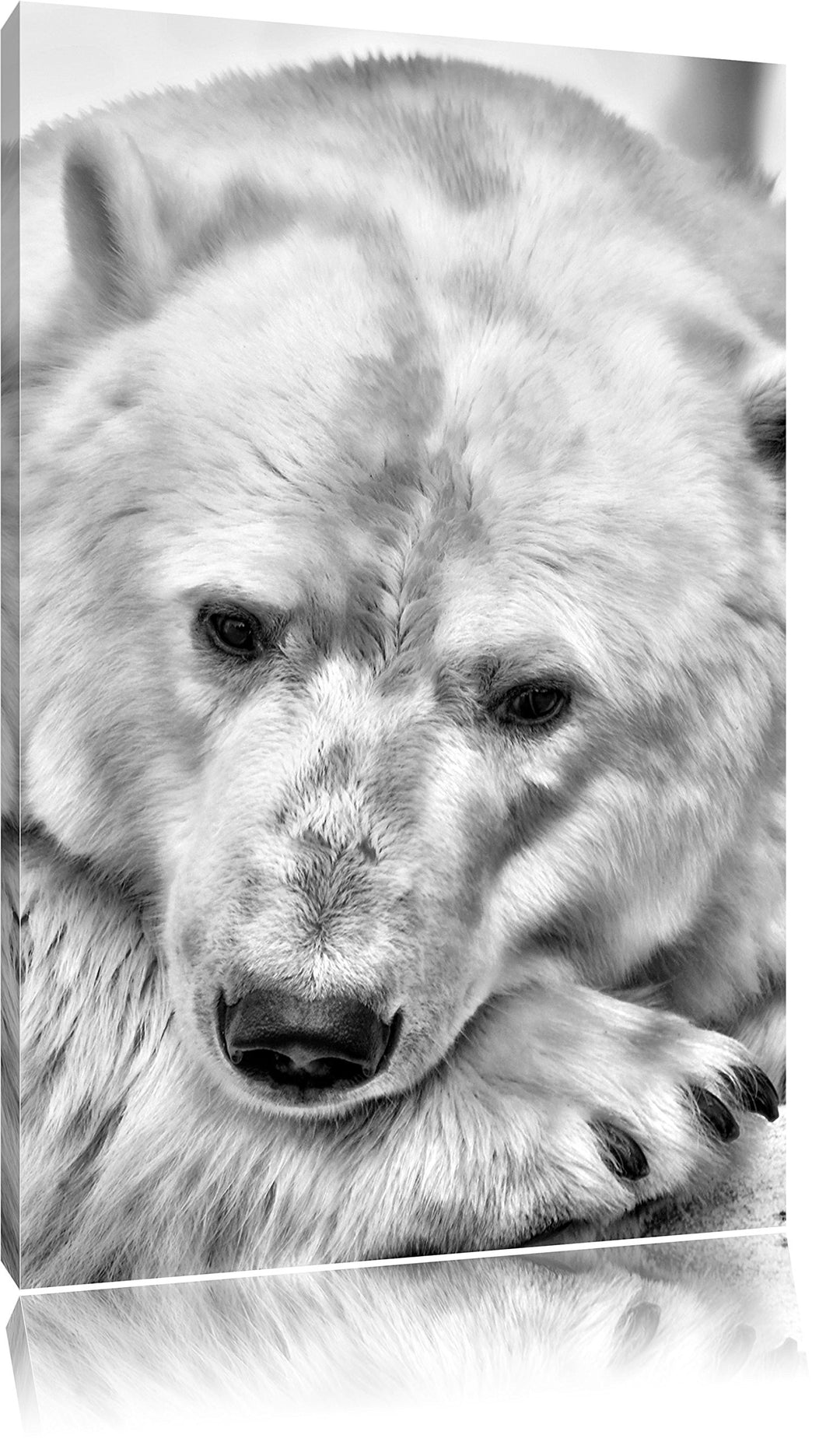 Pixxprint Nachdenklicher Eisbär als Leinwandbild/Grösse: 100x70 cm/Wandbild/Kunstdruck/fertig bespan